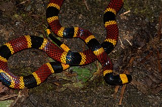 <i>Micrurus mosquitensis</i> Species of snake