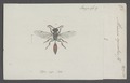 Mimesa - Print - Iconographia Zoologica - Special Collections University of Amsterdam - UBAINV0274 043 11 0044.tif