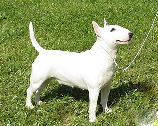 <span class="mw-page-title-main">Miniature Bull Terrier</span> Dog breed