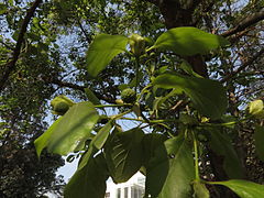 Mitragyna parvifolia-05.JPG