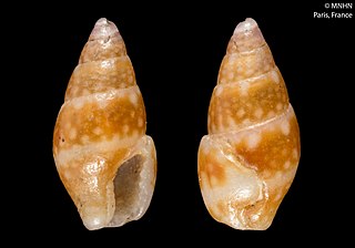 <i>Mitrella psilla</i> Species of gastropod