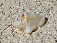 Un strombidae non identifié (peut-être Canarium sp.), échoué sur la plage.