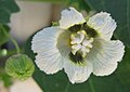 Momordica balsamina - male flower (tonrulkens).jpg