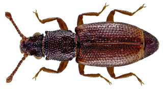 <i>Monotoma picipes</i> Species of beetle