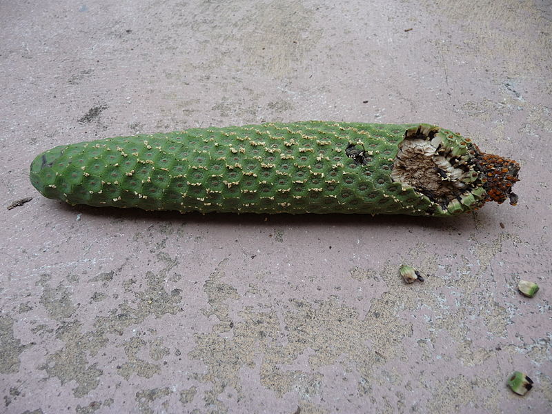 File:Monstera deliciosa fruit.JPG