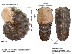 Mammites nodosoides (Marocco). Collezione privata. Esempio di ammonite con ornamentazione molto sviluppata e rilevata. L'esemplare, appartenente al genere Morrowites (Turoniano del Marocco), è un modello interno di fragmocono. Dimensioni: 10,0 cm (diametro massimo) x 4,0 cm (larghezza massima). La conchiglia è involuta, con giro sub-trapezoidale (debolmente compresso) e area ombelicale stretta e delimitata da un margine netto, verticale. L'ornamentazione è costituita nei giri interni da tre file di tubercoli conici: una fila interna, in posizione periombelicale, da cui si dipartono grosse coste che si biforcano rapidamente sul fianco e terminano in posizione latero-ventrale interna con due tubercoli; una seconda fila latero-ventrale esterna di tubercoli. Negli ultimi giri l'ornamentazione si differenzia maggiormente: i tubercoli periombelicali si trasformano in bullae e i tubercoli latero-ventrali più esterni si trasformano in clavi, mentre compaiono coste semplici intercalate a quelle biforcate. Ventre da debolmente convesso a piatto.