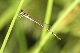 Mortonagrion aborense