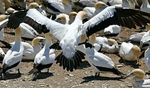 Cape gannet landing Morus capensis landing.jpg