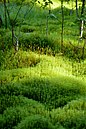 Moss, Ånnaboda.jpg