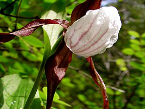 Cypripedium montanum