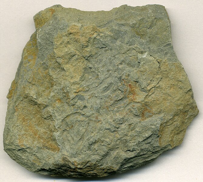 File:Mudshale with burrows (Raccoon Shale Member, Cuyahoga Formation, Lower Mississippian; Moots Run, Licking County, east-central Ohio, USA) (15006842194).jpg