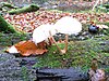 Mushrooms at Kvärkabäcken