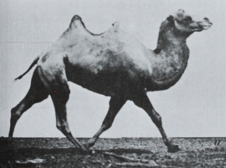 Fail:Muybridge Camel Racking frame 0011.gif