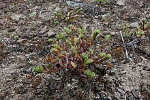 Image of Myosotis hikuwai whole plant and habit