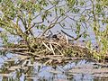 * Nomination Brooding coot in LSG Röthelbachtal in Bamberg Gaustadt --Ermell 19:47, 21 May 2017 (UTC) * Promotion  Support Good quality.--Agnes Monkelbaan 04:30, 22 May 2017 (UTC)