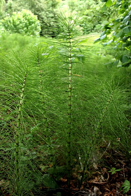 Equisetum telmateia