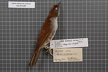 Naturalis Biodiversity Center - RMNH.AVES.129212 1 - Alethe diademata castanea (Cassin, 1856) - Turdidae - bird skin specimen.jpeg