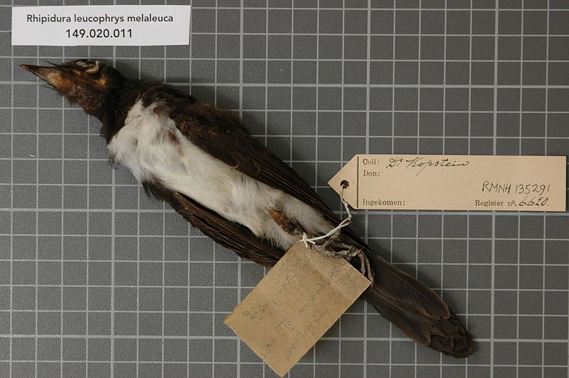 File:Naturalis Biodiversity Center - RMNH.AVES.135291 2 - Rhipidura leucophrys melaleuca (Quoy & Gaimard, 1830) - Monarchidae - bird skin specimen.jpeg