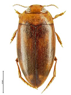 <i>Neobidessodes grossus</i> Species of beetle