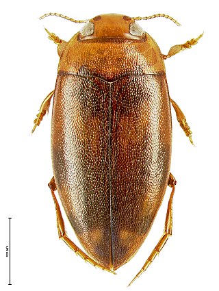 <i>Neobidessodes grossus</i> Species of beetle