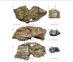 Neobrachytherium fossils.png
