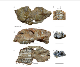 <i>Neobrachytherium</i> Extinct genus of litopterns