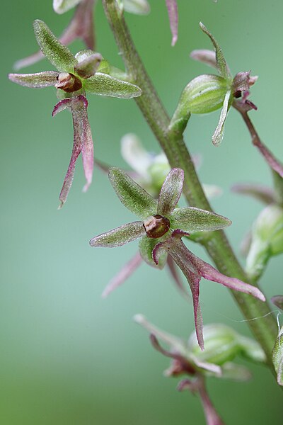 File:Neottia cordata.jpg