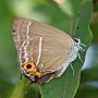 県の蝶ミドリシジミ（2013年8月）