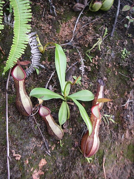 Nepenthes tobaica