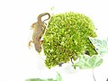 Newt with moss - 2008-02-10.jpg