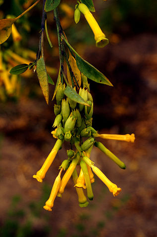 أزهار شجرة التبغ الأزرق (tree tobacco)