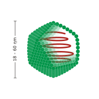 Non-enveloped icosahedral virus.svg