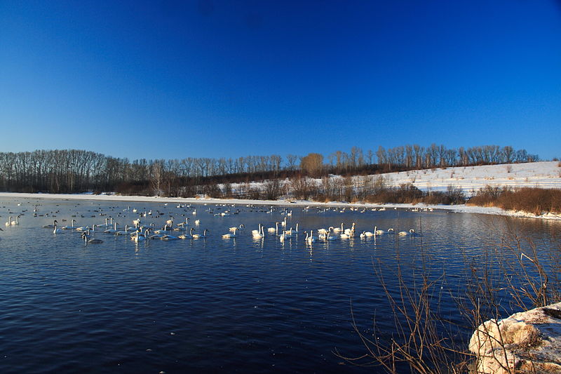File:Non-freezen Svetloe lake in Sovetskiy District near Urozhainoe village 19.JPG