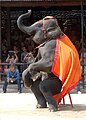 Spectacle d'éléphants