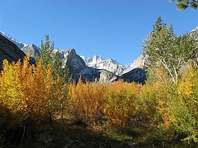 Norman Clyde Peak over autumn leaves on Big Pine Creek