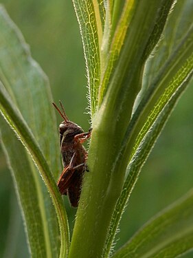 Grasshopper (Acrididae)