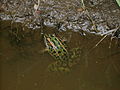 Lithobates pipiens Northern leopard frog