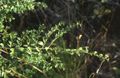 Foliage; Parque Nacional Torres del Paine, Chile