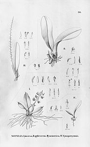 plate 30 Notylia yauaperyensis