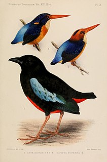 Superb pitta Species of bird