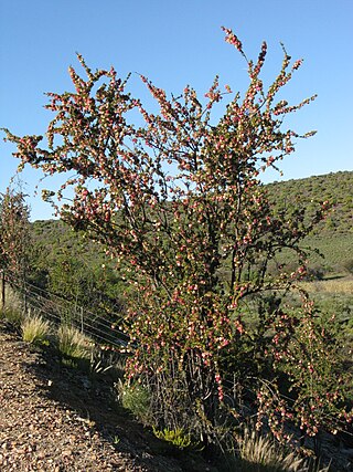 <i>Nymania</i> Genus of flowering plants