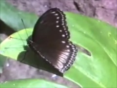 Dosya: Nymphalidae - Hypolimnas anomala stellata.webm