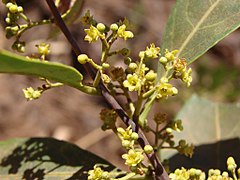 Ocotea aciphylla[англ.]