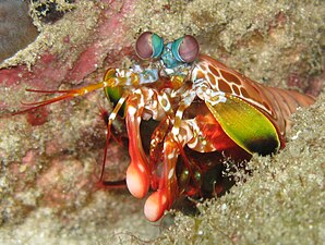 Mantis shrimp have the most advanced eyes in the animal kingdom,[225] and smash prey by swinging their club-like raptorial claws.[226]