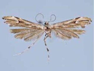 <i>Oidaematophorus phaceliae</i> Species of plume moth