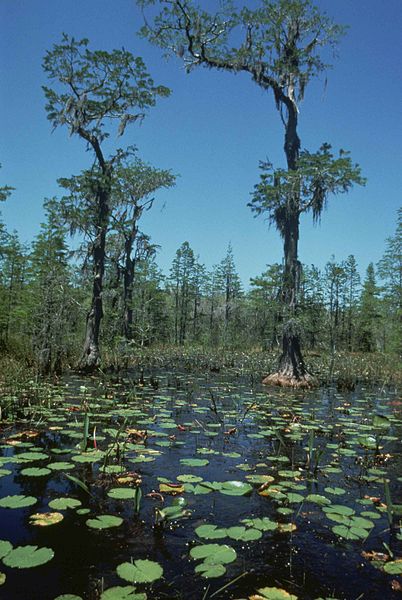 File:Old trees in the swamp overgrown with vegetation.jpg