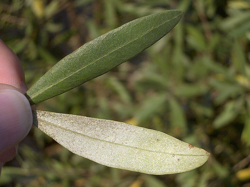 File:Olive-tree-leaf-0.jpg