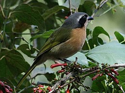 Вюргер оливковий (Chlorophoneus olivaceus)