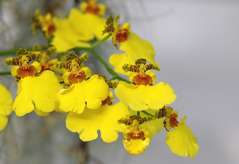 File:Oncidium Sweet Sugar (12861761725).jpg