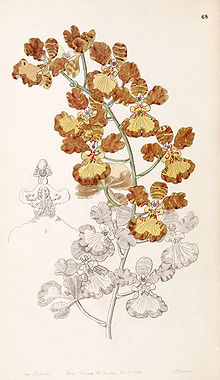 Oncidium gardneri (Oncidium curtum kabi) - Edvards vol 33 (NS 10) pl 68 (1847) .jpg